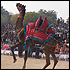 Camel Safri Tour