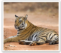 Tiger, Rajasthan Wildlife Tour